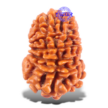 Load image into Gallery viewer, 16 Mukhi Rudraksha from Nepal - Bead No. 126
