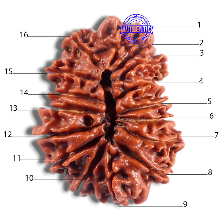 16 Mukhi Rudraksha from Nepal - Bead No. 26