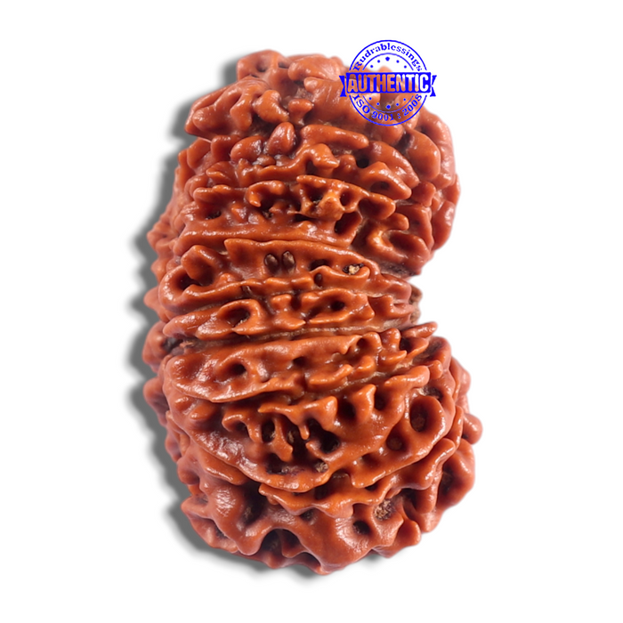 16 Mukhi Rudraksha from Nepal - Bead No. 26