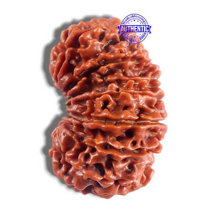 16 Mukhi Rudraksha from Nepal - Bead No. 26