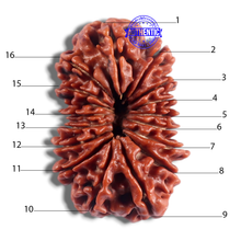 Load image into Gallery viewer, 16 Mukhi Rudraksha from Nepal - Bead No.36
