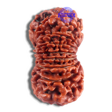 Load image into Gallery viewer, 16 Mukhi Rudraksha from Nepal - Bead No.36
