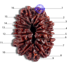 Load image into Gallery viewer, 16 Mukhi Rudraksha from Nepal - Bead No. 40

