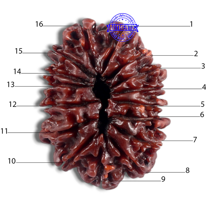 16 Mukhi Rudraksha from Nepal - Bead No. 40