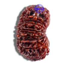 Load image into Gallery viewer, 16 Mukhi Rudraksha from Nepal - Bead No. 40

