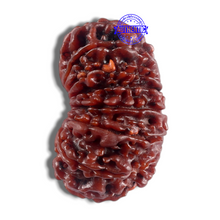 Load image into Gallery viewer, 16 Mukhi Rudraksha from Nepal - Bead No. 40
