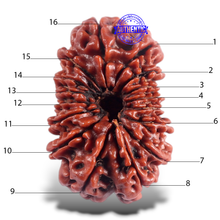 Load image into Gallery viewer, 16 Mukhi Rudraksha from Nepal - Bead No. 45
