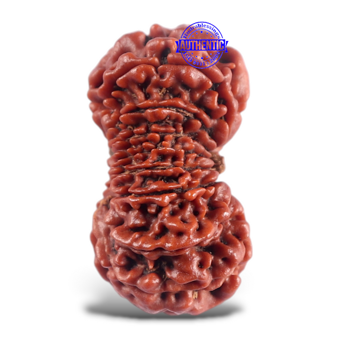 16 Mukhi Rudraksha from Nepal - Bead No. 45