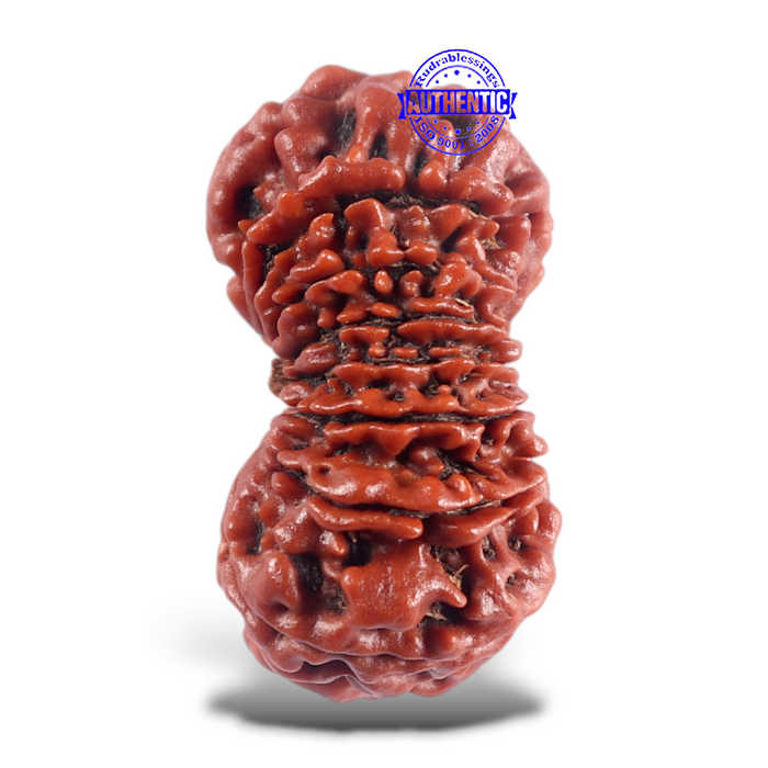 16 Mukhi Rudraksha from Nepal - Bead No. 45