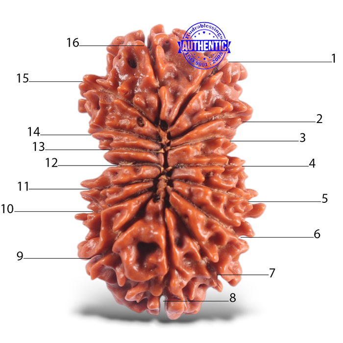 16 Mukhi Rudraksha from Nepal - Bead No. 47