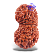 Load image into Gallery viewer, 16 Mukhi Rudraksha from Nepal - Bead No. 47
