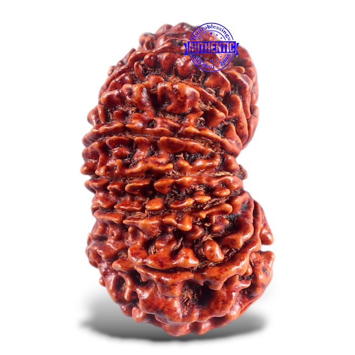 16 Mukhi Rudraksha from Nepal - Bead No. 50