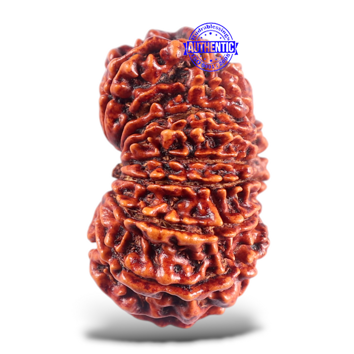 16 Mukhi Rudraksha from Nepal - Bead No. 50