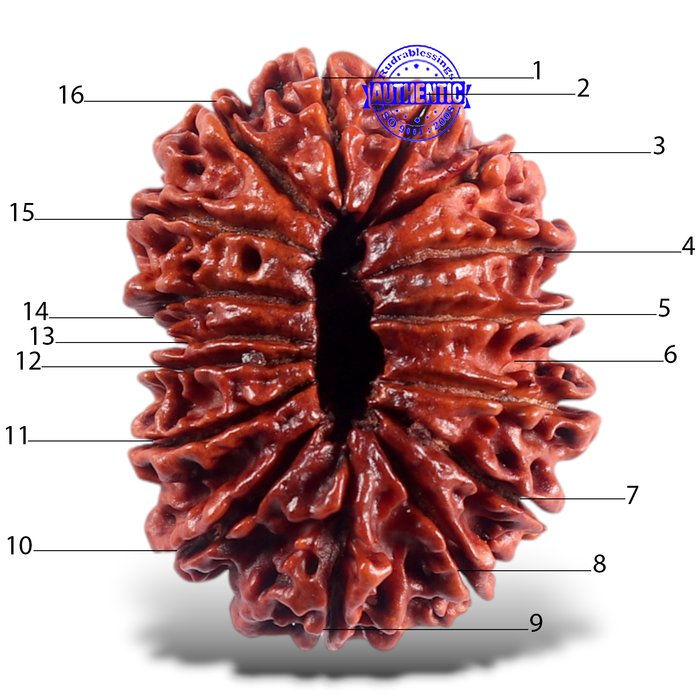 16 Mukhi Rudraksha from Nepal - Bead No. 53