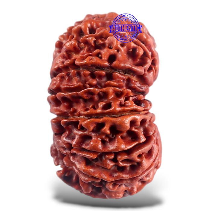 16 Mukhi Rudraksha from Nepal - Bead No. 53