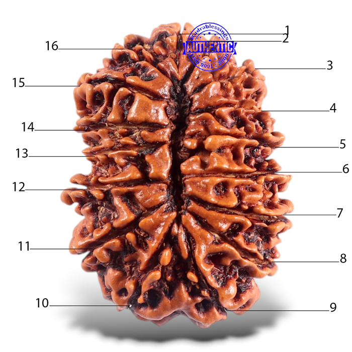 16 Mukhi Rudraksha from Nepal - Bead No. 54