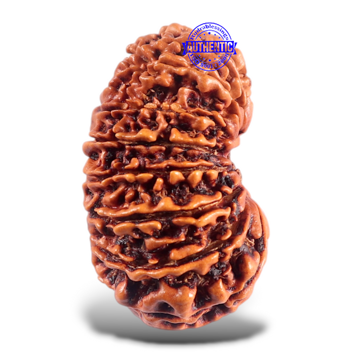 16 Mukhi Rudraksha from Nepal - Bead No. 54