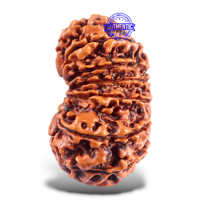 16 Mukhi Rudraksha from Nepal - Bead No. 54