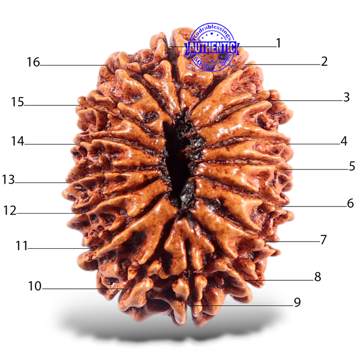 16 Mukhi Rudraksha from Nepal - Bead No. 55