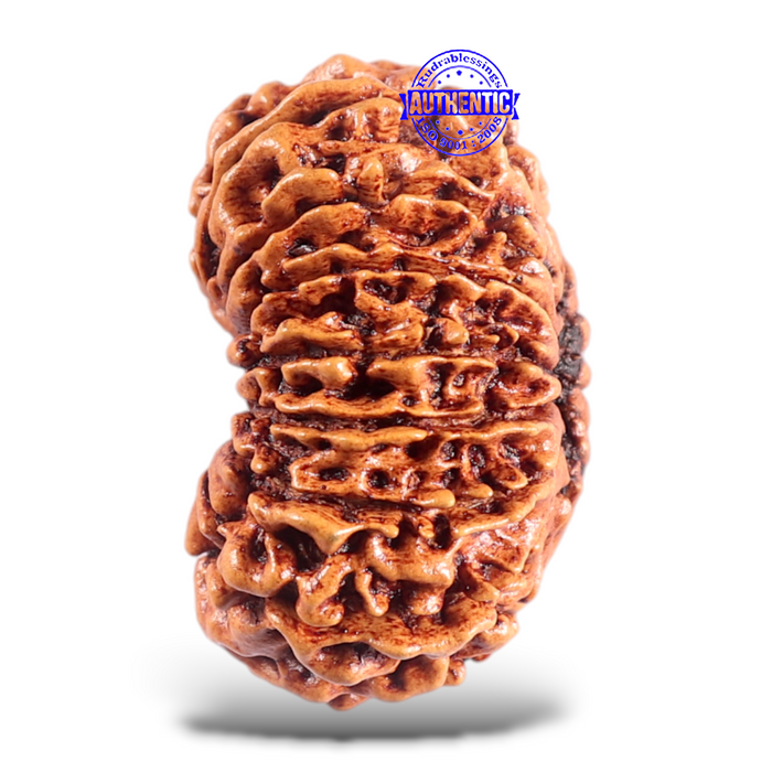 16 Mukhi Rudraksha from Nepal - Bead No. 55