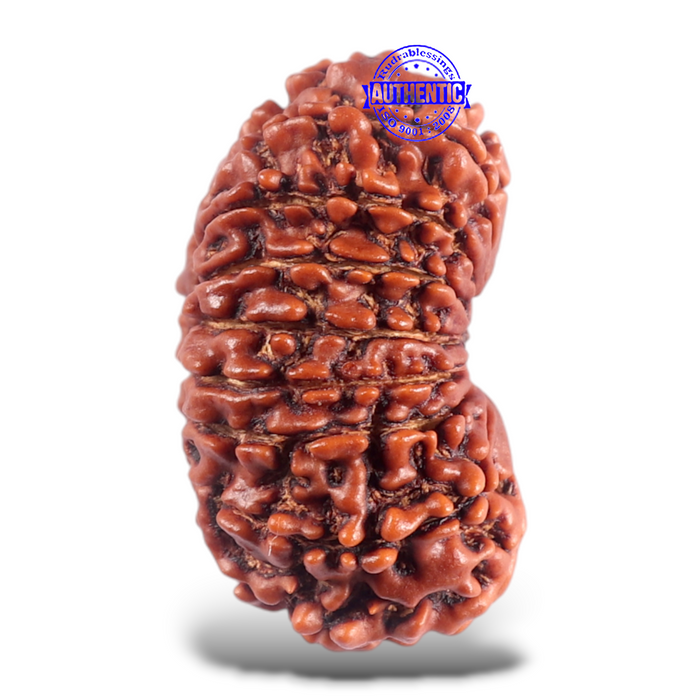 16 Mukhi Rudraksha from Nepal - Bead No. 56