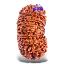 Load image into Gallery viewer, 16 Mukhi Rudraksha from Nepal - Bead No. 63
