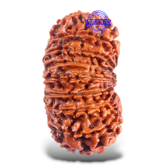 16 Mukhi Rudraksha from Nepal - Bead No. 63