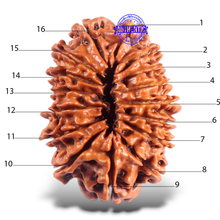 Load image into Gallery viewer, 16 Mukhi Rudraksha from Nepal - Bead No. 65
