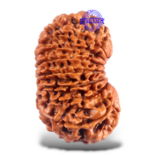 Load image into Gallery viewer, 16 Mukhi Rudraksha from Nepal - Bead No. 65
