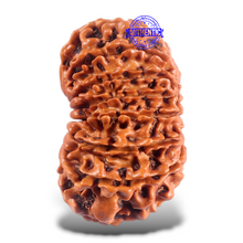Load image into Gallery viewer, 16 Mukhi Rudraksha from Nepal - Bead No. 65
