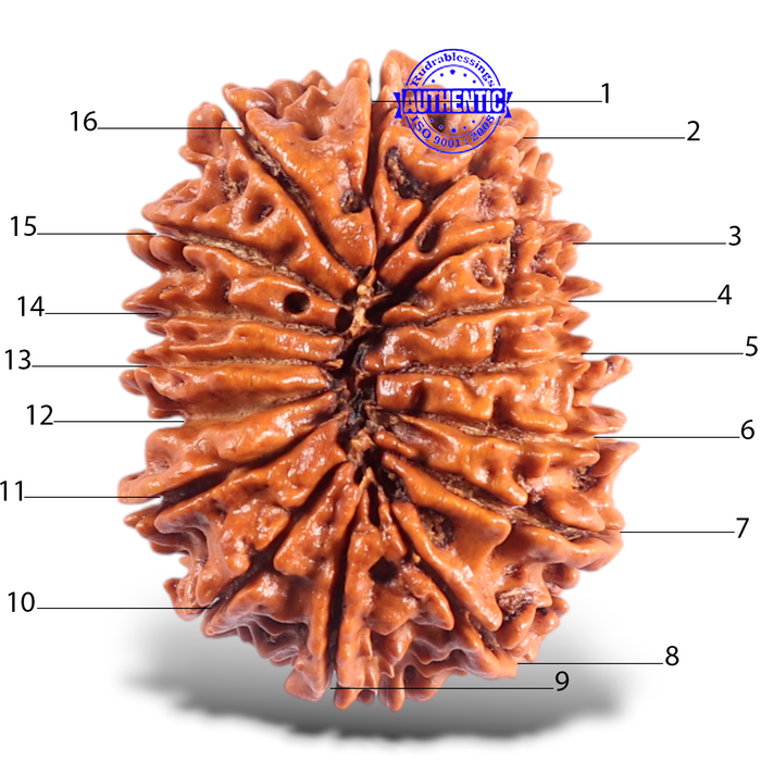 16 Mukhi Rudraksha from Nepal - Bead No. 67