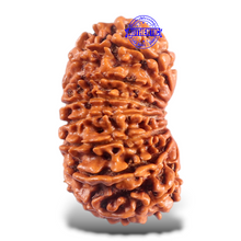 Load image into Gallery viewer, 16 Mukhi Rudraksha from Nepal - Bead No. 67
