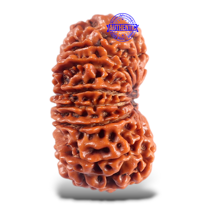 16 Mukhi Rudraksha from Nepal - Bead No. 70