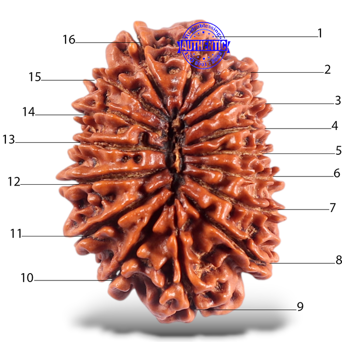 16 Mukhi Rudraksha from Nepal - Bead No. 75