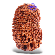Load image into Gallery viewer, 16 Mukhi Rudraksha from Nepal - Bead No. 75
