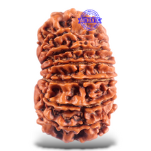 Load image into Gallery viewer, 16 Mukhi Rudraksha from Nepal - Bead No. 75
