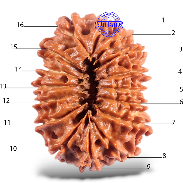 16 Mukhi Rudraksha from Nepal - Bead No. 78
