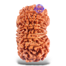 Load image into Gallery viewer, 16 Mukhi Rudraksha from Nepal - Bead No. 78
