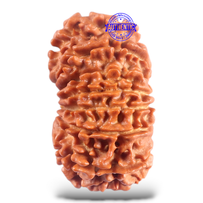 16 Mukhi Rudraksha from Nepal - Bead No. 78