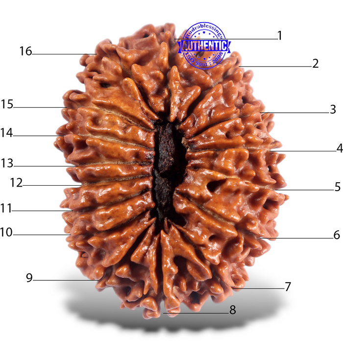 16 Mukhi Rudraksha from Nepal - Bead No. 98