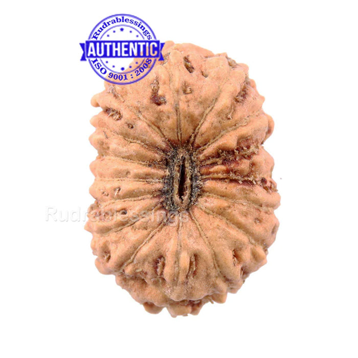 16 Mukhi Rudraksha from Indonesia - Bead No 177