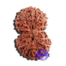 Load image into Gallery viewer, 16 Mukhi Rudraksha from Indonesia - Bead No 253
