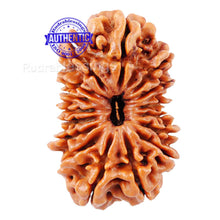 Load image into Gallery viewer, 16 Mukhi Rudraksha from Nepal - Bead No.36
