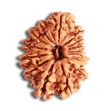 Load image into Gallery viewer, 16 Mukhi Rudraksha from Nepal - Bead No. 95
