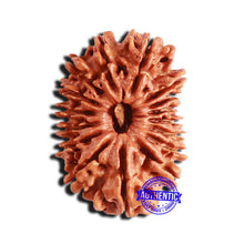 Load image into Gallery viewer, 16 Mukhi Rudraksha from Nepal - Bead No. 97
