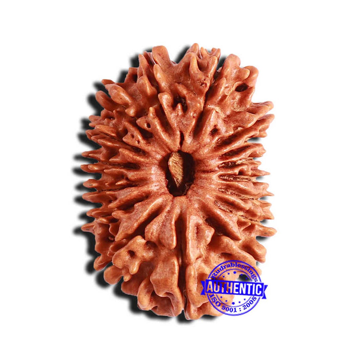 16 Mukhi Rudraksha from Nepal - Bead No. 97