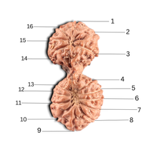 Load image into Gallery viewer, 17 Mukhi Gaurishankar Rudraksha from Indonesia - Bead No. 267
