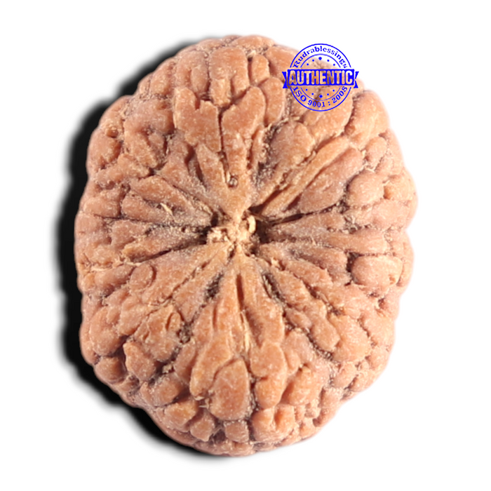 10 Mukhi Rudraksha from Indonesia - Bead No. 16