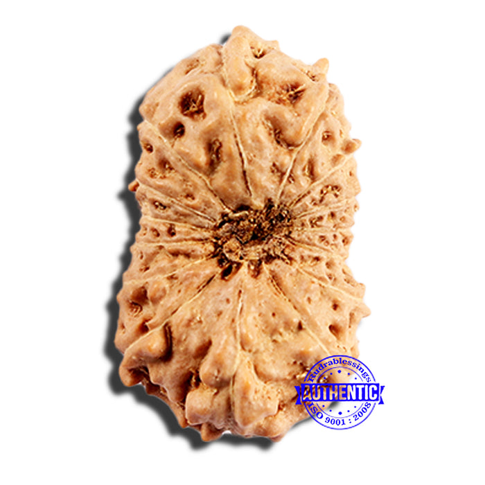 16 Mukhi Rudraksha from Indonesia - Bead No. 313