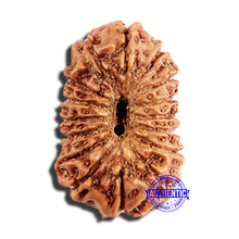 Load image into Gallery viewer, 16 Mukhi Rudraksha from Indonesia - Bead No. 314

